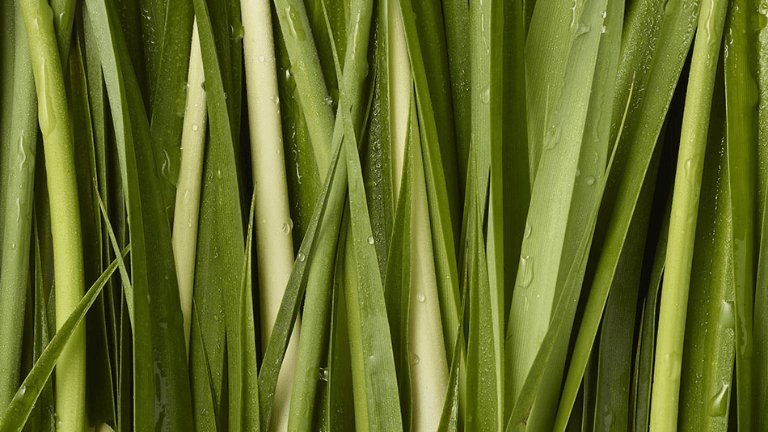 דשא ירוק בינוני