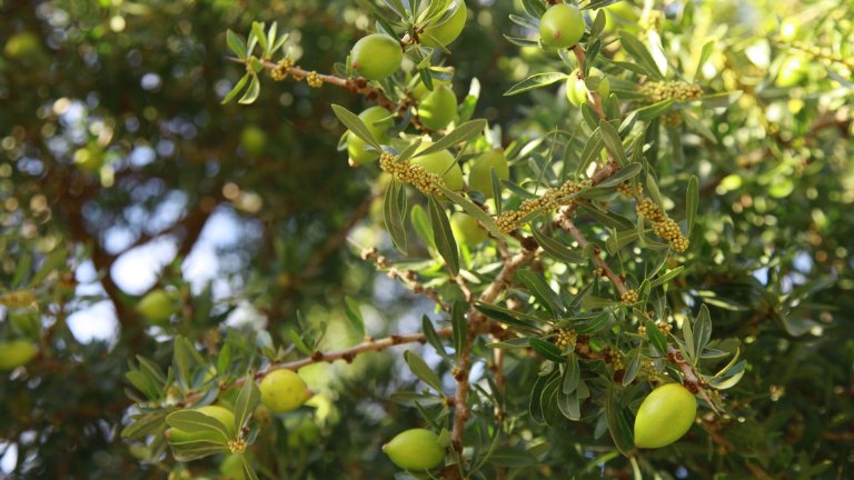 עץ עם ענפים ועלים