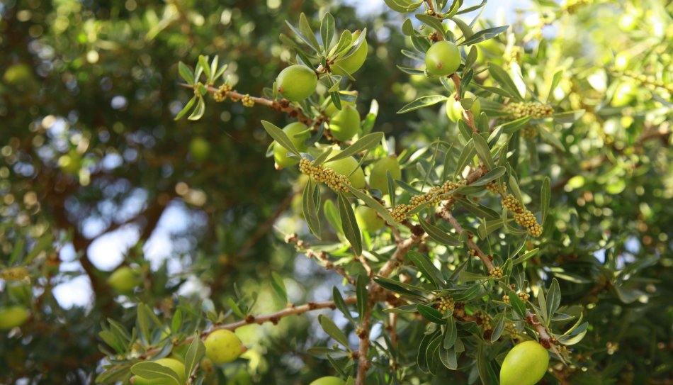 עץ עם ענפים ועלים